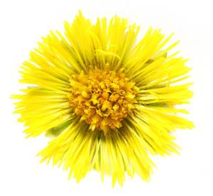coltsfoot-botanical-flower